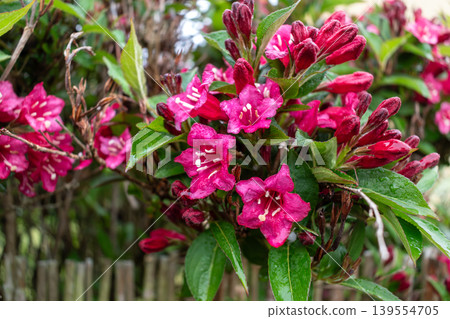 Weigela florida bristol ruby, flowers, caprifoliaceae 139554705