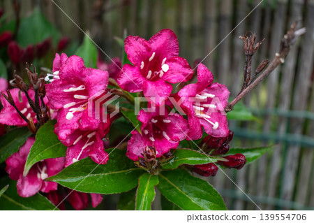 Weigela florida bristol ruby, flowers, caprifoliaceae Weigela florida bristol ruby, flowers, caprifoliaceae 139554706