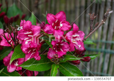 Weigela florida bristol ruby, flowers, caprifoliaceae Weigela florida bristol ruby, flowers, caprifoliaceae 139554707