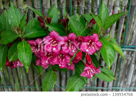 Weigela florida bristol ruby, flowers, caprifoliaceae Weigela florida bristol ruby, flowers, caprifoliaceae 139554708