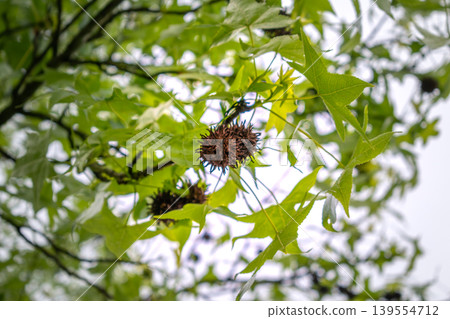 Sweetgum, liquidambar tree or copalm balsam with springtime foliage and seeds, altingiaceae Sweetgum, liquidambar tree or copalm balsam with springtime foliage and seeds, altingiaceae 139554712