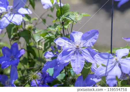Clematis flowers, purple, early summer, May (image) Clematis flowers, purple, early summer, May (image) 139554758