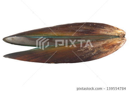 mussels isolated on white background 139554784