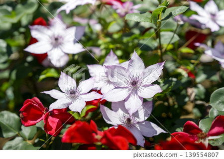 鐵線蓮花,白色,初夏,五月(圖) 鐵線蓮花,白色,初夏,五月(圖) 139554807