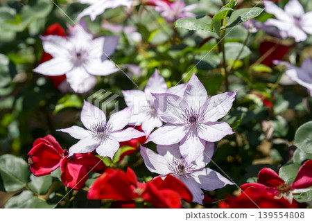 鐵線蓮花,白色,初夏,五月(圖) 鐵線蓮花,白色,初夏,五月(圖) 139554808