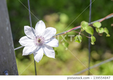 鐵線蓮花,白色,初夏,五月(圖) 鐵線蓮花,白色,初夏,五月(圖) 139554847