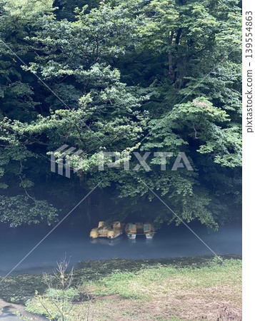 Misty forest scene with dense foliage and river creating serene natural landscape background Misty forest scene with dense foliage and river creating serene natural landscape background 139554863
