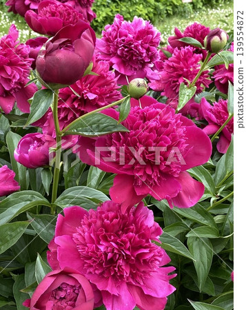 Bright pink peonies in full bloom with lush green leaves, suitable for floral background Bright pink peonies in full bloom with lush green leaves, suitable for floral background 139554872