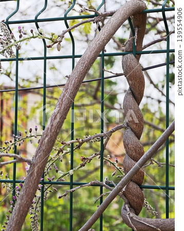 Twisted woody vine growing on a metal wire fence. 139554906