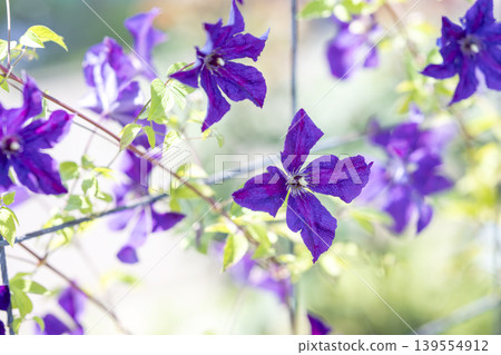 Clematis flowers, purple, early summer, May (image) 139554912