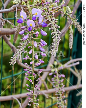 Beautiful purple wisteria flowers in bloom against a garden fence 139554996