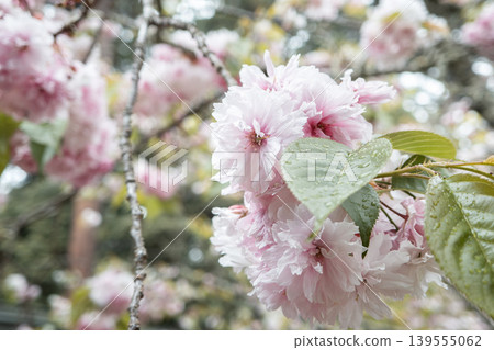 櫻花 櫻 春天 鹽竈櫻 cherry blossoms 桜 さくら シオガマザクラ 鹽竈桜 櫻花 櫻 春天 鹽竈櫻 cherry blossoms 桜 さくら シオガマザクラ 鹽竈桜 139555062