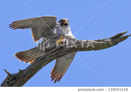 A peregrine falcon eats while balancing on a branch. A peregrine falcon eats while balancing on a branch. 139555138