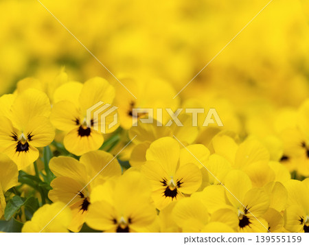 Viola flower in full bloom Viola flower in full bloom 139555159