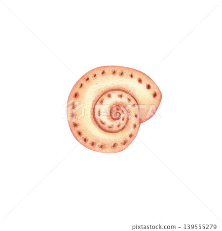 Spiral seashell, isolated watercolor illustration. Colorful hand drawn mollusk shell in pink. Marine life clipart, underwater world for stickers, cards, and packaging. Spiral seashell, isolated watercolor illustration. Colorful hand drawn mollusk shell in pink. Marine life clipart, underwater world for stickers, cards, and packaging. 139555279
