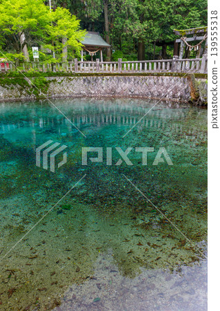 Beppu Benten Pond and its beautiful spring water, selected as one of Japan's Top 100 Famous Waters, and Beppu Itsukushima Shrine, Mine City, Yamaguchi Prefecture. Beppu Benten Pond and its beautiful spring water, selected as one of Japan's Top 100 Famous Waters, and Beppu Itsukushima Shrine, Mine City, Yamaguchi Prefecture. 139555318