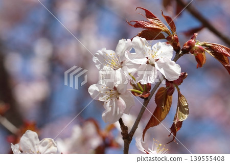 Cherry tree in full bloom Cherry tree in full bloom 139555408