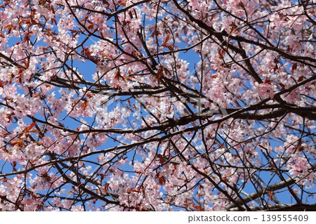 Cherry tree in full bloom Cherry tree in full bloom 139555409