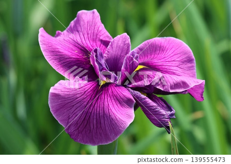 The Japanese iris, popular for its gorgeous appearance - 6 The Japanese iris, popular for its gorgeous appearance - 6 139555473