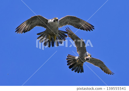 A pair of peregrine falcons flying together to transfer food in mid-air. A pair of peregrine falcons flying together to transfer food in mid-air. 139555541