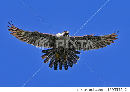 A peregrine falcon flies with its wings and tail feathers spread, calling out. A peregrine falcon flies with its wings and tail feathers spread, calling out. 139555542