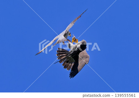 A peregrine falcon successfully delivers food in mid-air. A peregrine falcon successfully delivers food in mid-air. 139555561