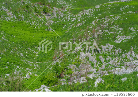 山口縣峰市秋吉台:黃金週期間在喀斯特高原進行風景優美的健行。 山口縣峰市秋吉台:黃金週期間在喀斯特高原進行風景優美的健行。 139555600