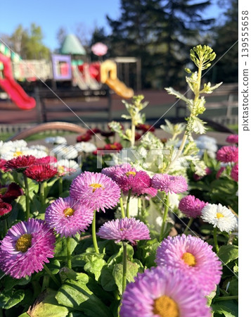 a flowerbed with brightly blooming white and pink asters against the backdrop of a blurred playground 139555658