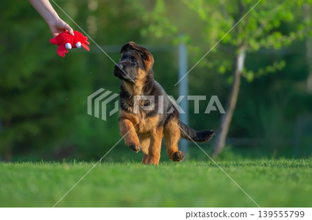 German Shepherd Puppy Chasing a Red Toy German Shepherd Puppy Chasing a Red Toy 139555799
