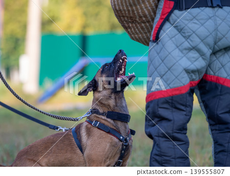 Belgian Malinois Shepherd dog in Training 139555807