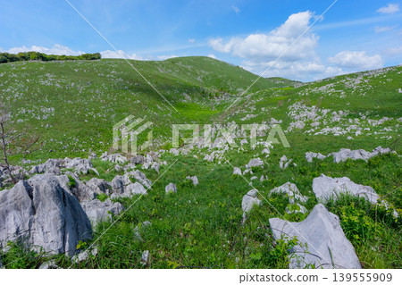 Akiyoshidai, a karst plateau born from ancient coral reefs, is beautiful with its fresh greenery. 139555909