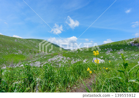 Akiyoshidai, a karst plateau born from ancient coral reefs, is beautiful with its fresh greenery. Akiyoshidai, a karst plateau born from ancient coral reefs, is beautiful with its fresh greenery. 139555912