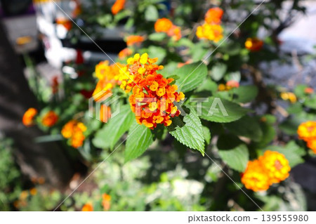 馬纓丹花 馬纓丹花 139555980