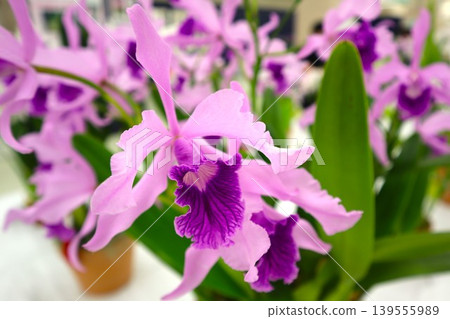 Cattleya purpurata in bloom with purple flowers 139555989