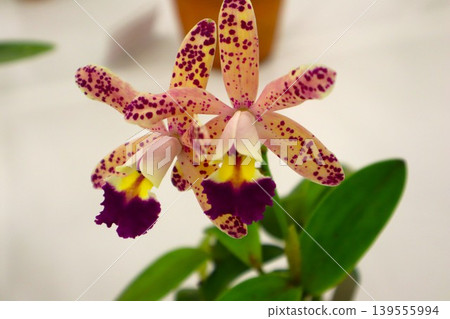 Tropical Pointer 'Cheetah' 139555994