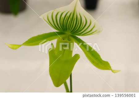 Paphiopedylum 139556001