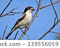 Woodchat shrike (Lanius senator), Crete 139556059