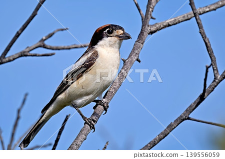 Woodchat shrike (Lanius senator), Crete 139556059