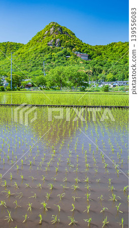 View of Mt. Akagami (Mt. Tarobo) from the rice fields of the Omi Plain, Higashiomi City, Shiga Prefecture 139556083