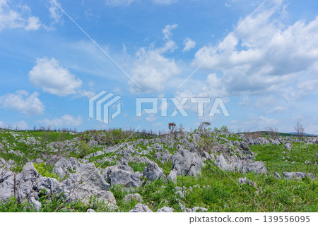 黃金周期間的秋吉台:石灰岩地形與蔥鬱綠植交相輝映,景色令人嘆為觀止。 黃金周期間的秋吉台:石灰岩地形與蔥鬱綠植交相輝映,景色令人嘆為觀止。 139556095