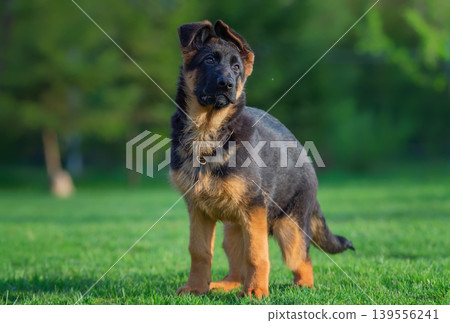 Curious German Shepherd Puppy in the Grass Curious German Shepherd Puppy in the Grass 139556241