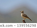Crested Lark - Galerida cristata, Crete 139556298