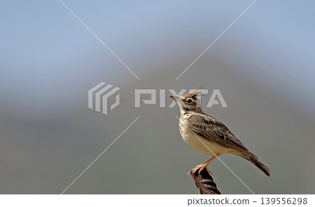 Crested Lark - Galerida cristata, Crete 139556298