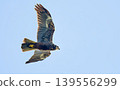 Marsh Harrier (Circus aeruginosus), Crete 139556299