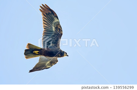 Marsh Harrier (Circus aeruginosus), Crete 139556299