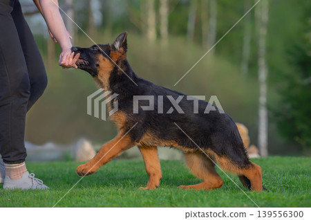 Energetic German Shepherd Puppy Playing with Owners Hand 139556300
