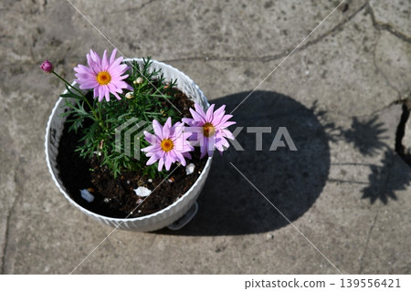 pink flower plant in pot on transparent pink flower plant in pot on transparent 139556421