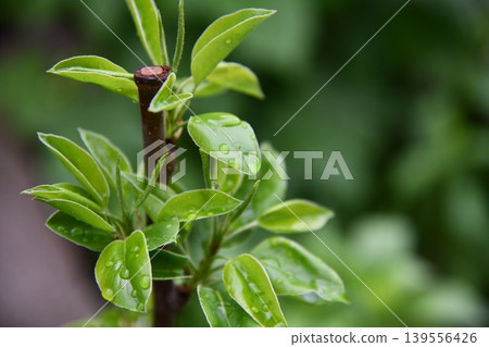 Close-up of a pear on a small tree, rows of saplings blur in the background under a partly Close-up of a pear on a small tree, rows of saplings blur in the background under a partly 139556426