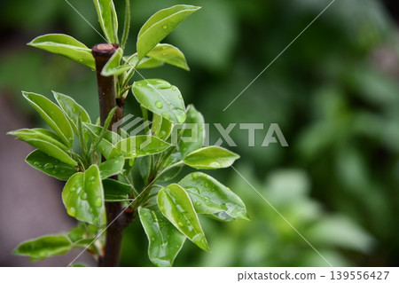 Close-up of a pear on a small tree, rows of saplings blur in the background under a partly Close-up of a pear on a small tree, rows of saplings blur in the background under a partly 139556427