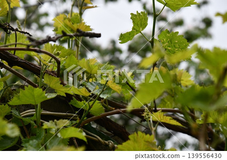 Ripe white grapes on bush against backdrop of grape farm in sunlight, extreme Ripe white grapes on bush against backdrop of grape farm in sunlight, extreme 139556430